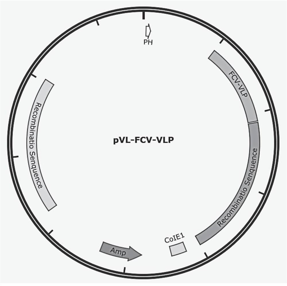 Recombinant FCV antigen and feline calicirus genetic engineering subunit vaccine