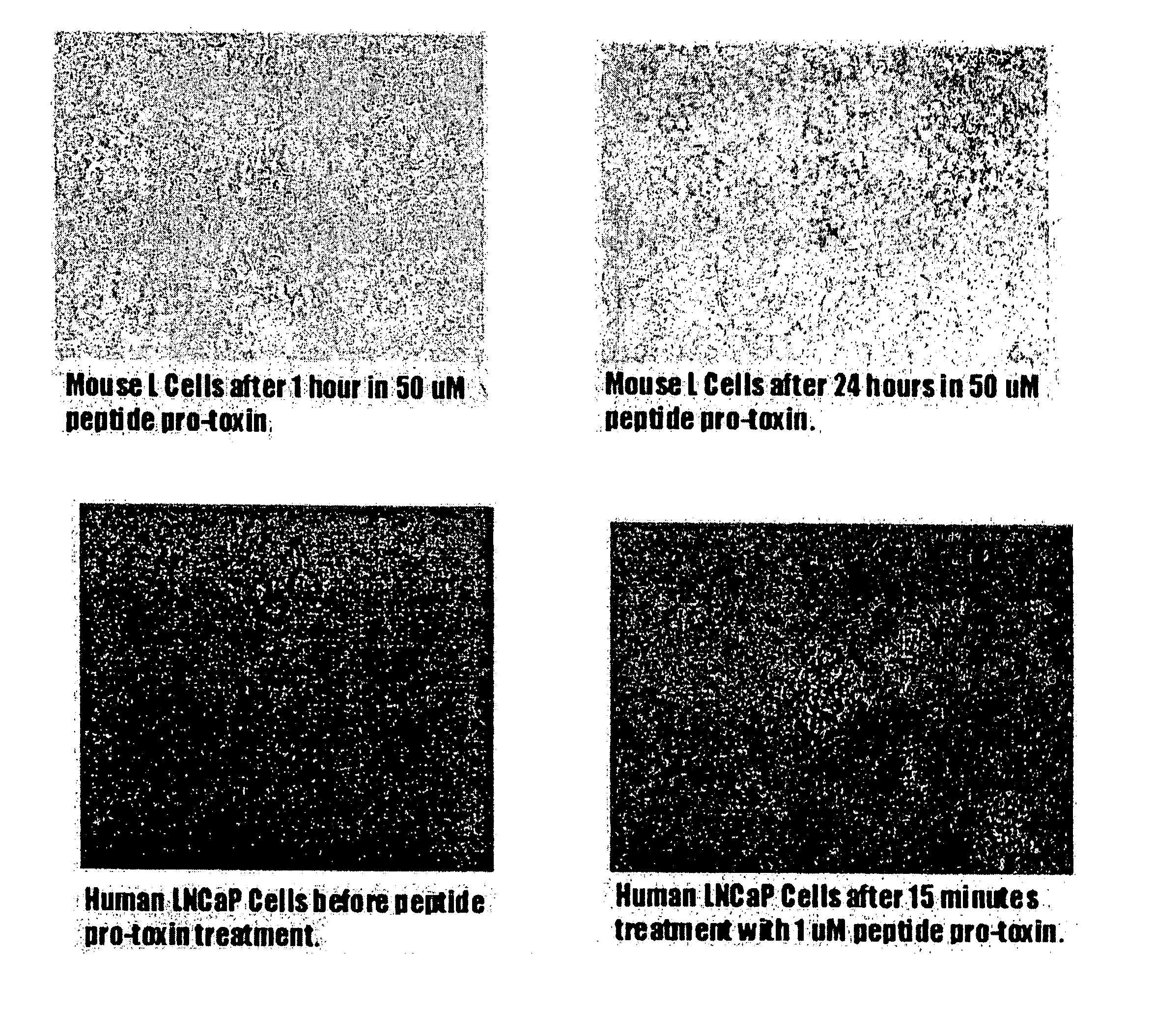 Therapeutic pore-forming peptides