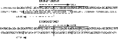 Method for quickly amplifying target genes from genome DNA