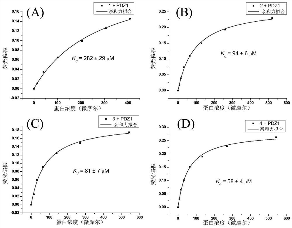 A polypeptide targeting the PDZ domain of syntenin protein and its dimer