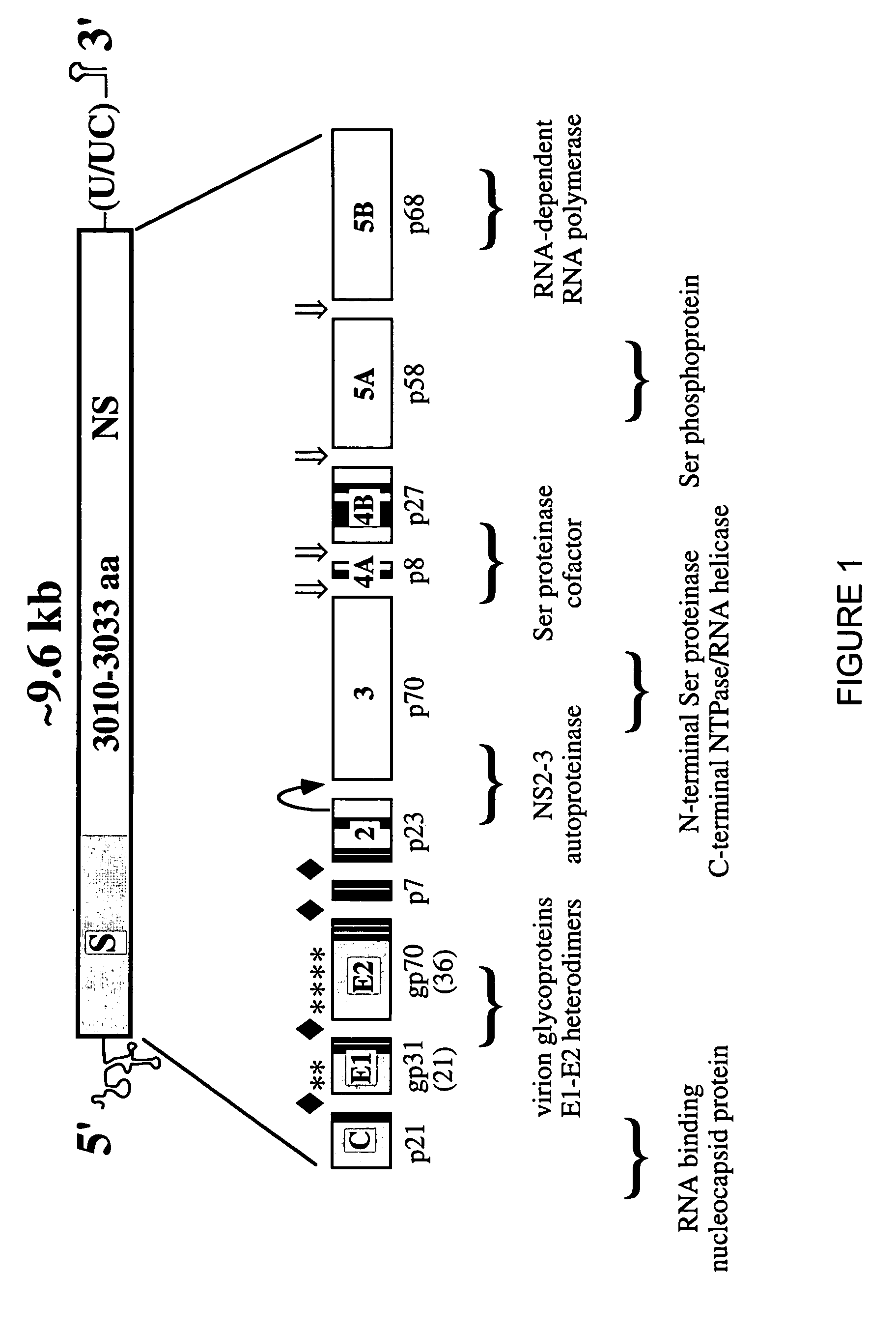 HCV variants