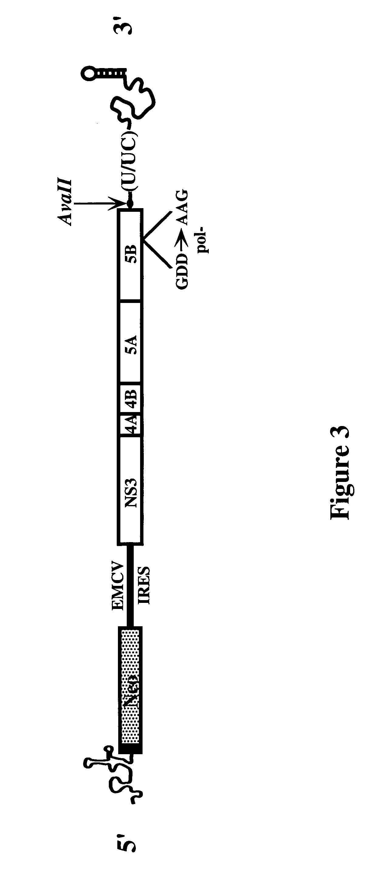 HCV variants