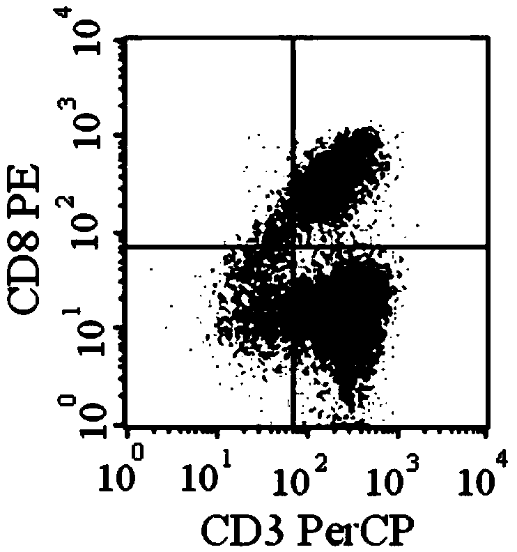 CD20 chimeric antigen receptor T lymphocyte with apoptosis-inducing capability and carrying detecting tag and application of CD20 chimeric antigen receptor T lymphocyte