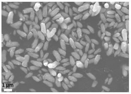 Preparation method of ultrahigh-rate potassium ion battery bismuth-based composite negative electrode material