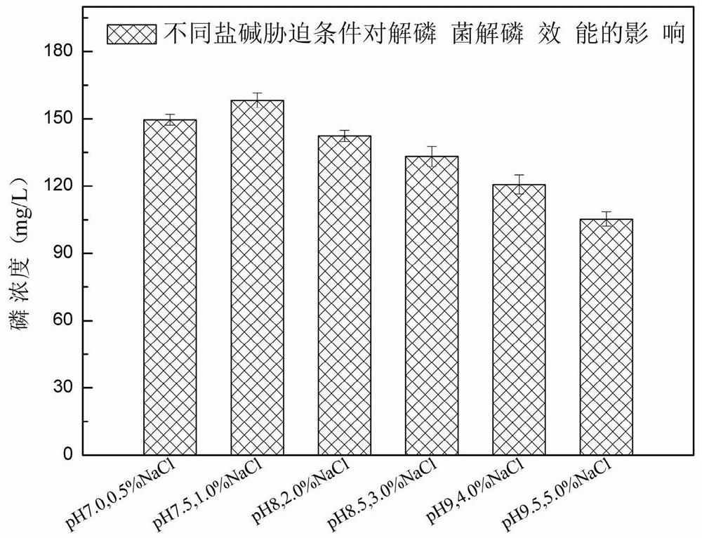 Saline-alkaline-tolerant phosphate solubilizing bacterium and application thereof