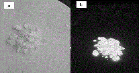 Isolongifolanone based hexahydroquinazoline-2-amine Schiff base type fluorescent material, and synthetic method and application thereof