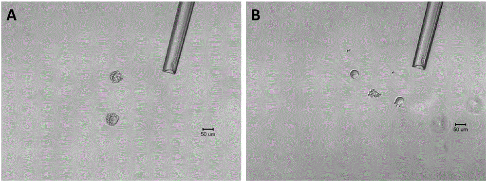 Method for separating different kinds of single cells in ovary