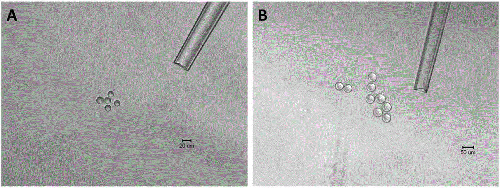 Method for separating different kinds of single cells in ovary