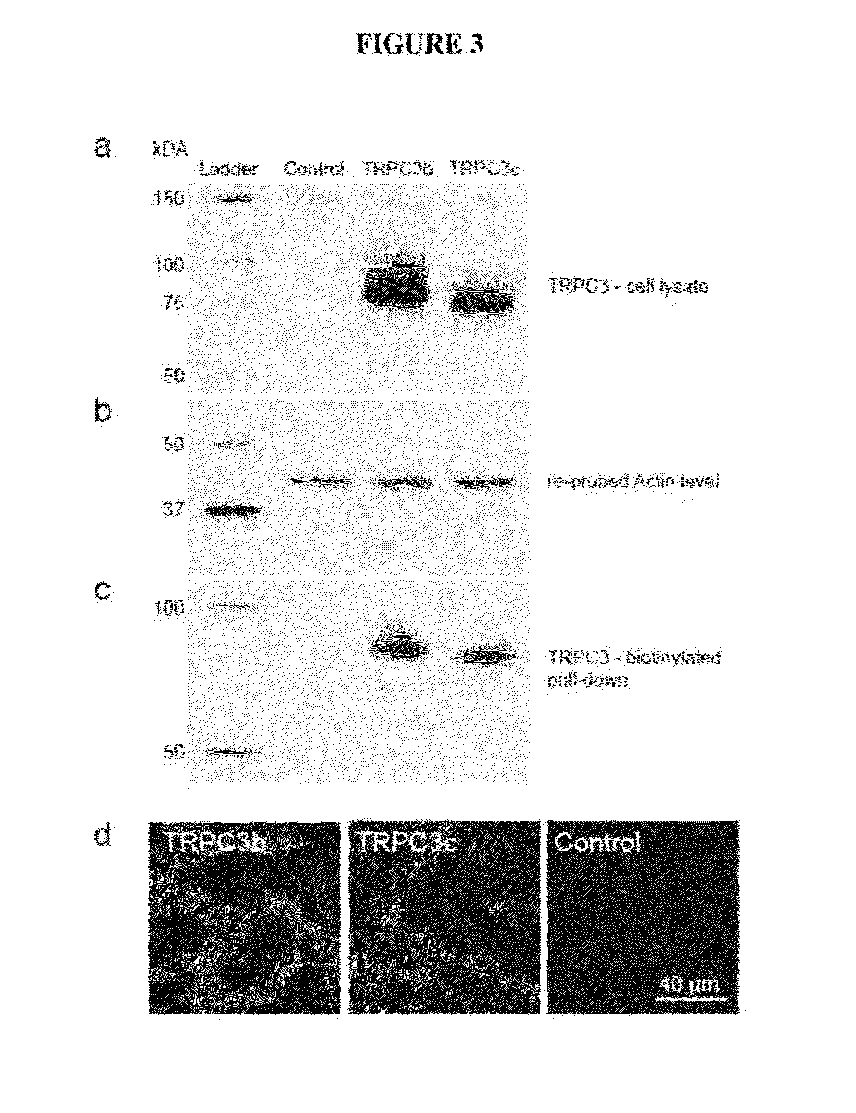 Methods for inhibiting neuron apoptosis and necrosis