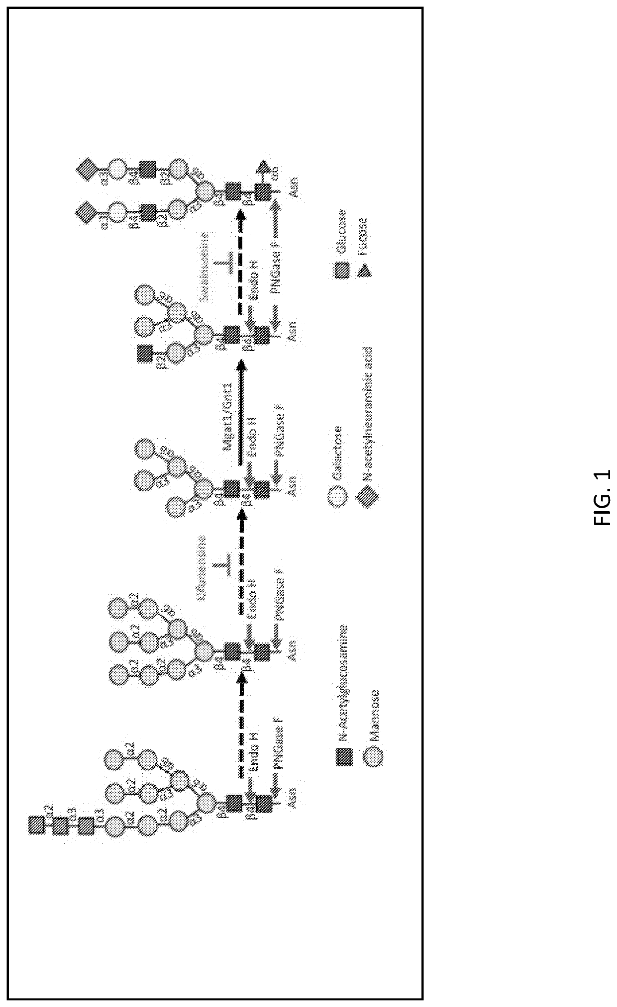 MGAT1-Deficient Cells for Production of Vaccines and Biopharmaceutical Products