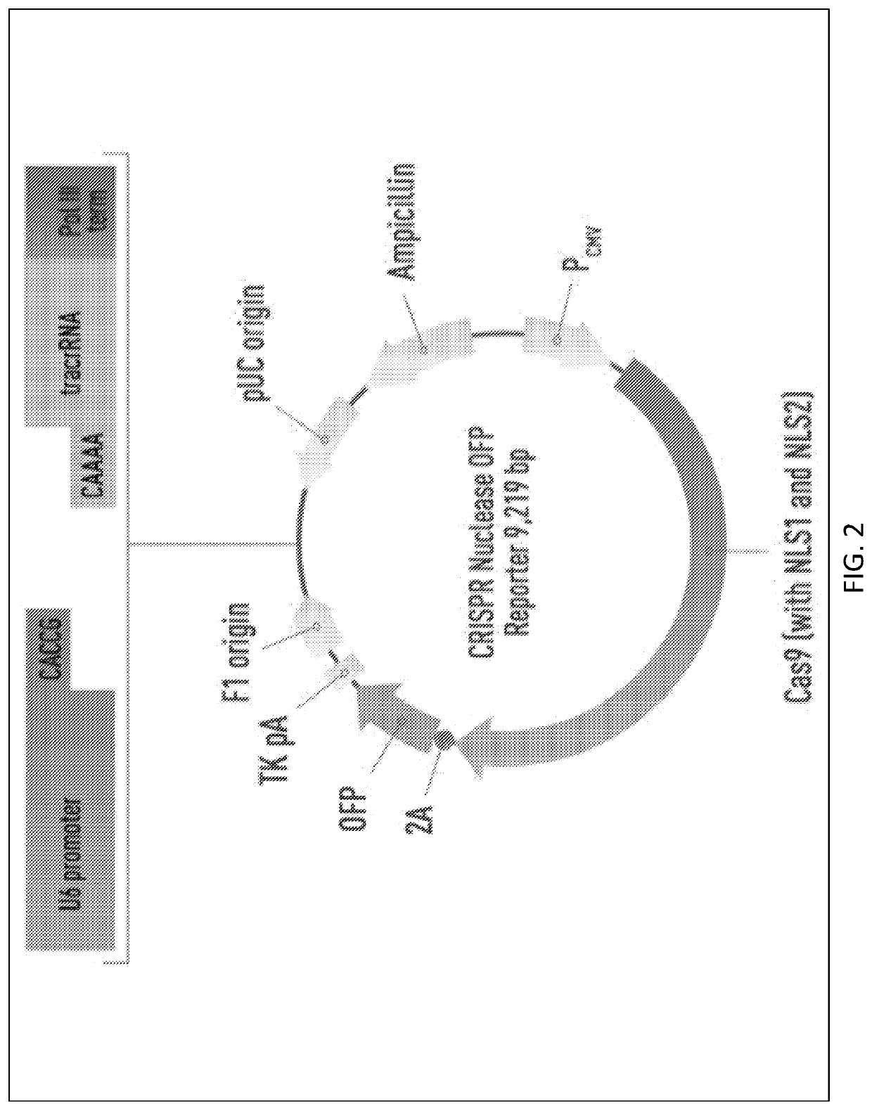 MGAT1-Deficient Cells for Production of Vaccines and Biopharmaceutical Products