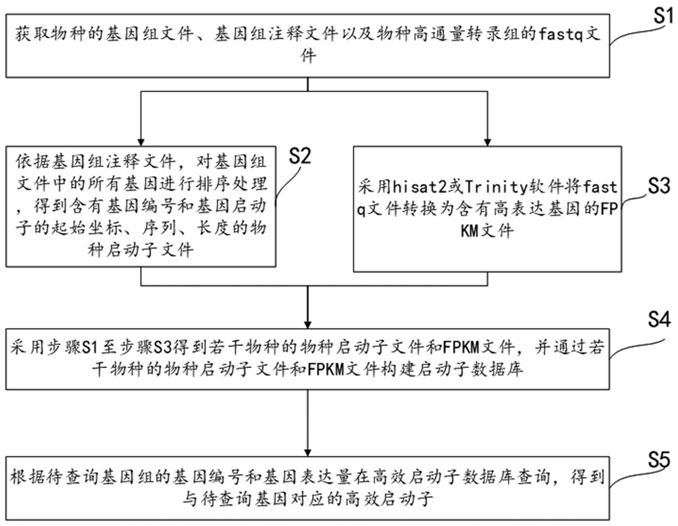 Promoter query method, system and equipment for species genome