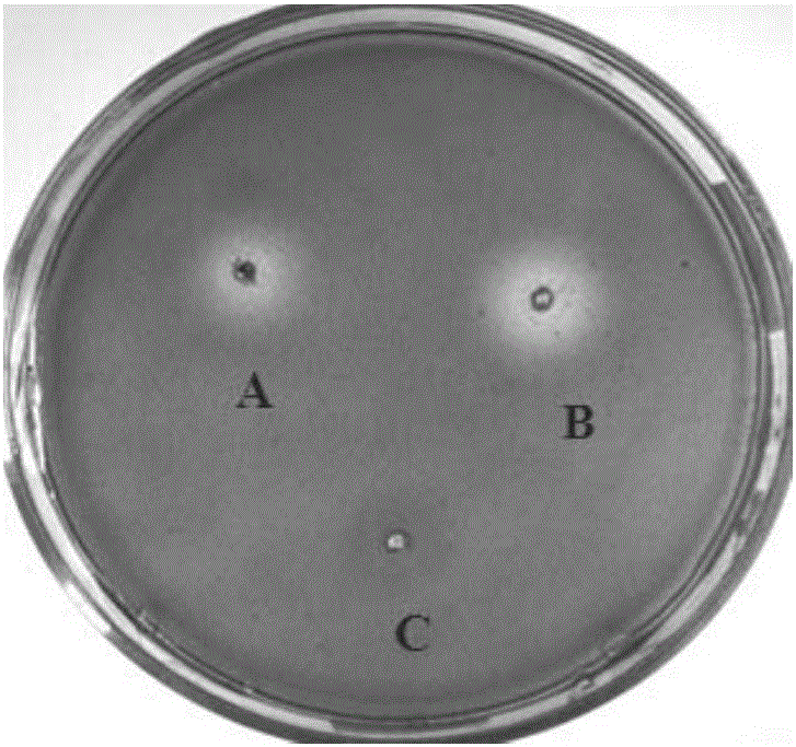 Rapeseed dreg microbial fermentation feed and preparation method and application thereof