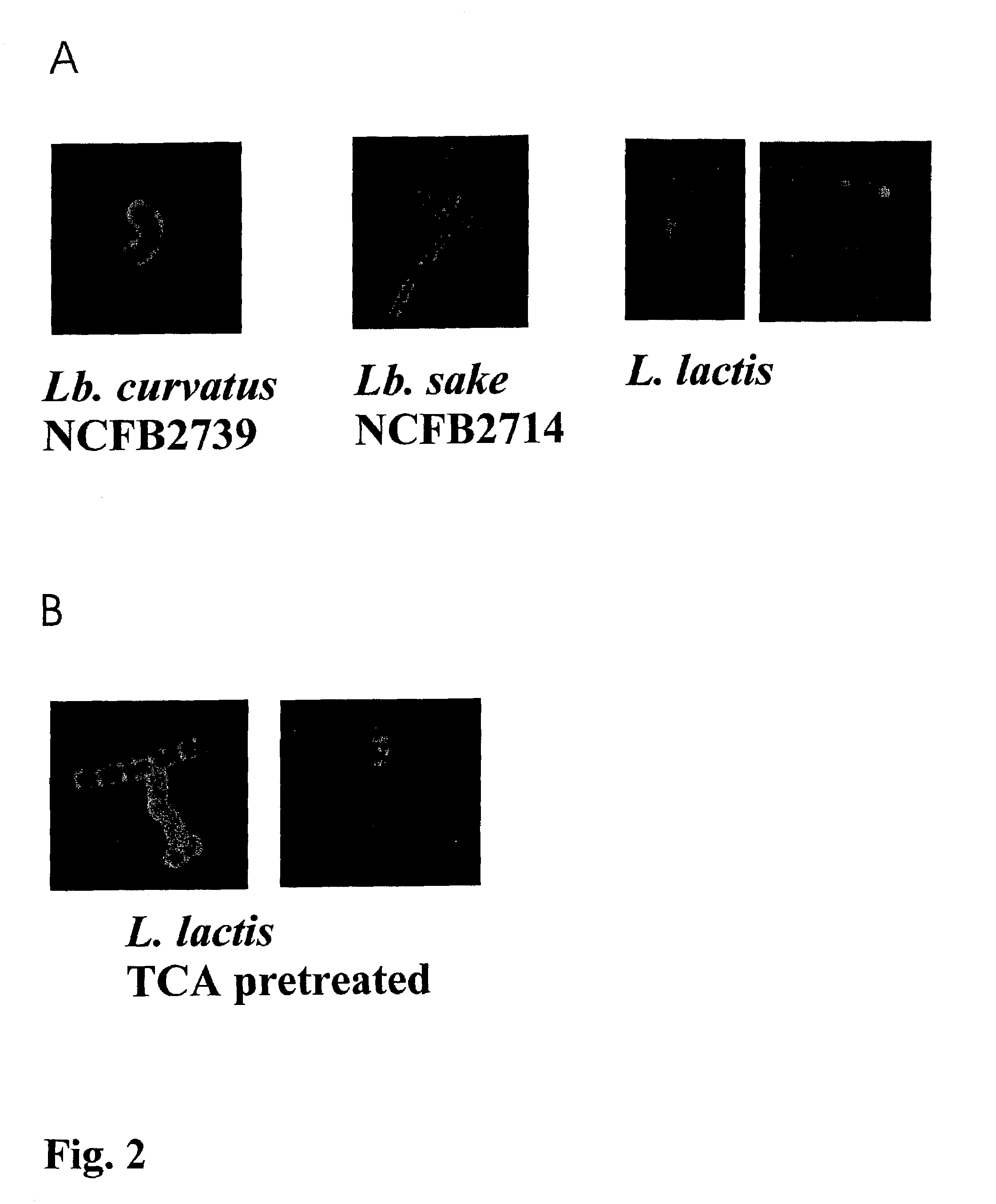 Method to provide bacterial ghosts provided with antigens