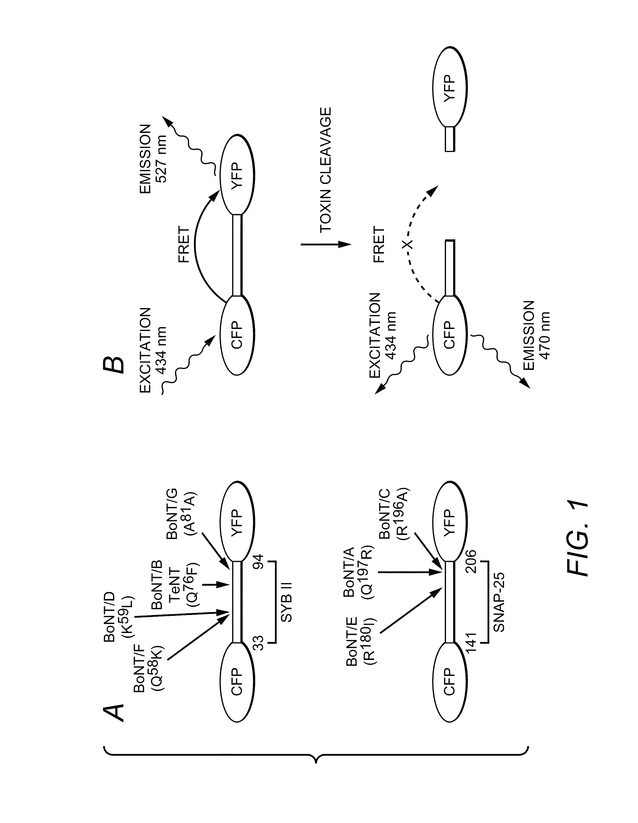 Resonance energy transfer assay with cleavage sequence and spacer