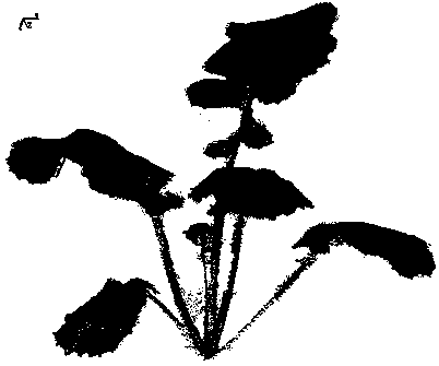 Spray simulation method based on cloud simulation of droplets