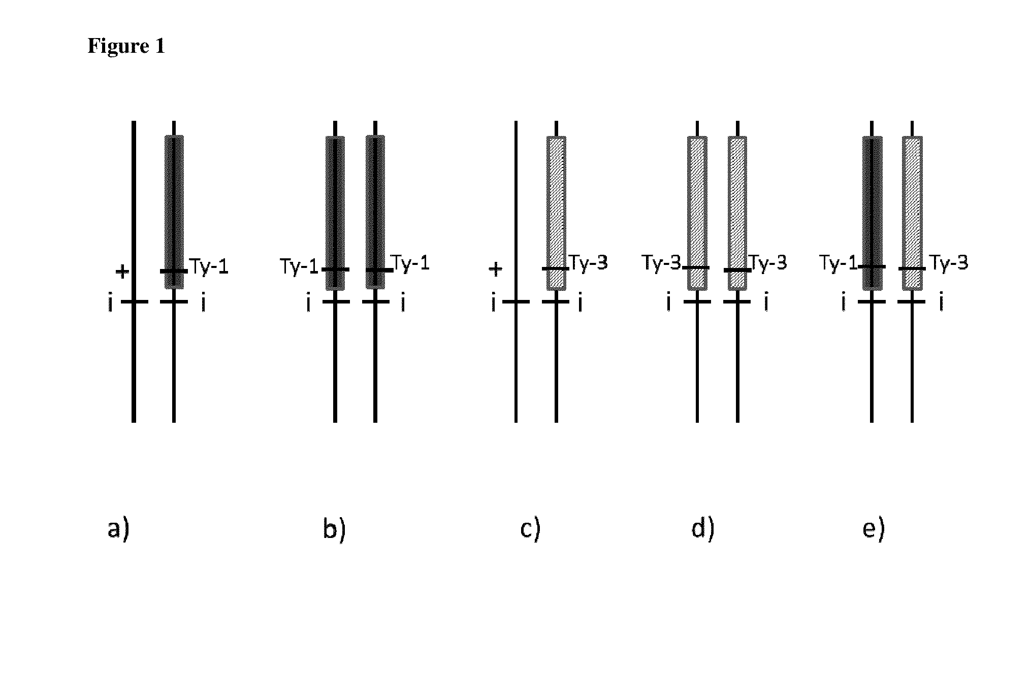 Tomato Plants with Intense Phenotype and TYLCV Resistance