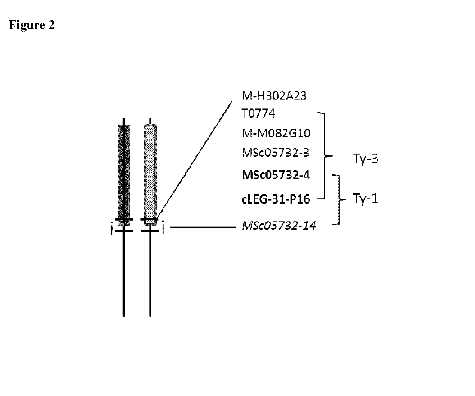 Tomato Plants with Intense Phenotype and TYLCV Resistance