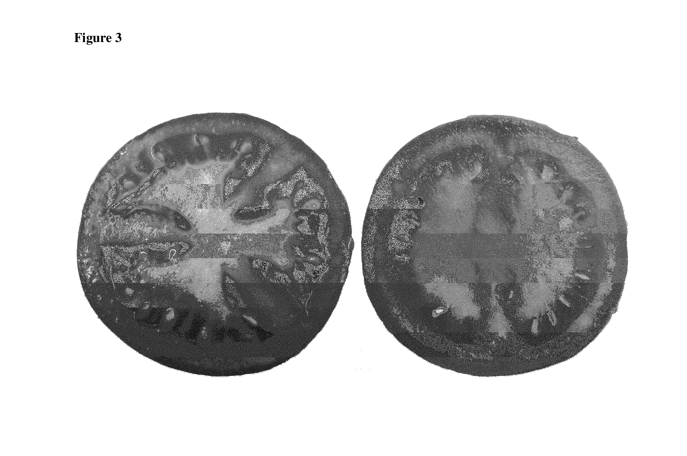 Tomato Plants with Intense Phenotype and TYLCV Resistance