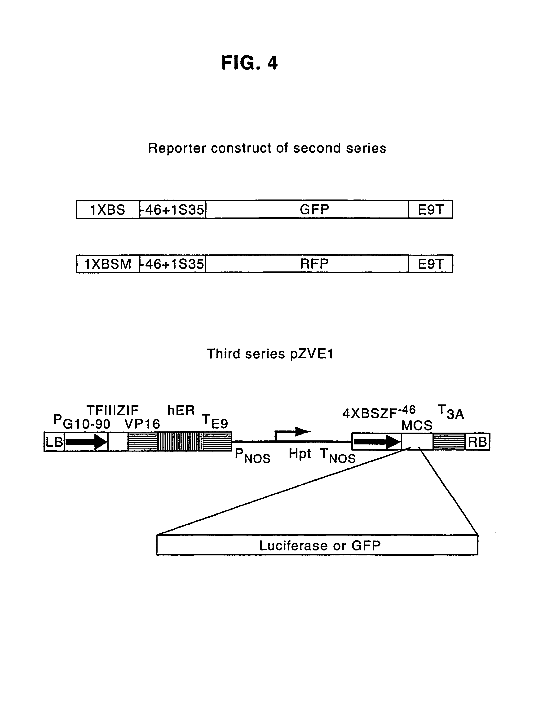 Regulated gene expression in plants