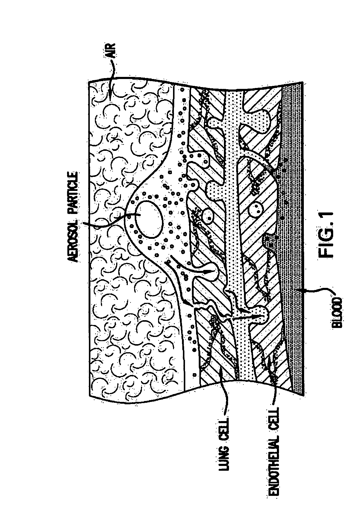 Combination growth factor therapy and cell therapy for treatment of acute and chronic diseases of the organs