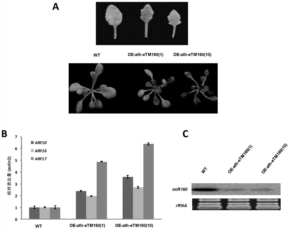 Application of ath-eTM160 in inhibiting functions of microRNA160