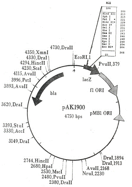 Genetic recombinant method of pseudomonas aeruginosa for high-yield producing rhamnolipid