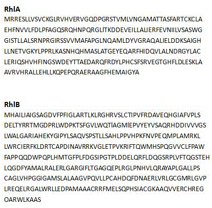 Genetic recombinant method of pseudomonas aeruginosa for high-yield producing rhamnolipid