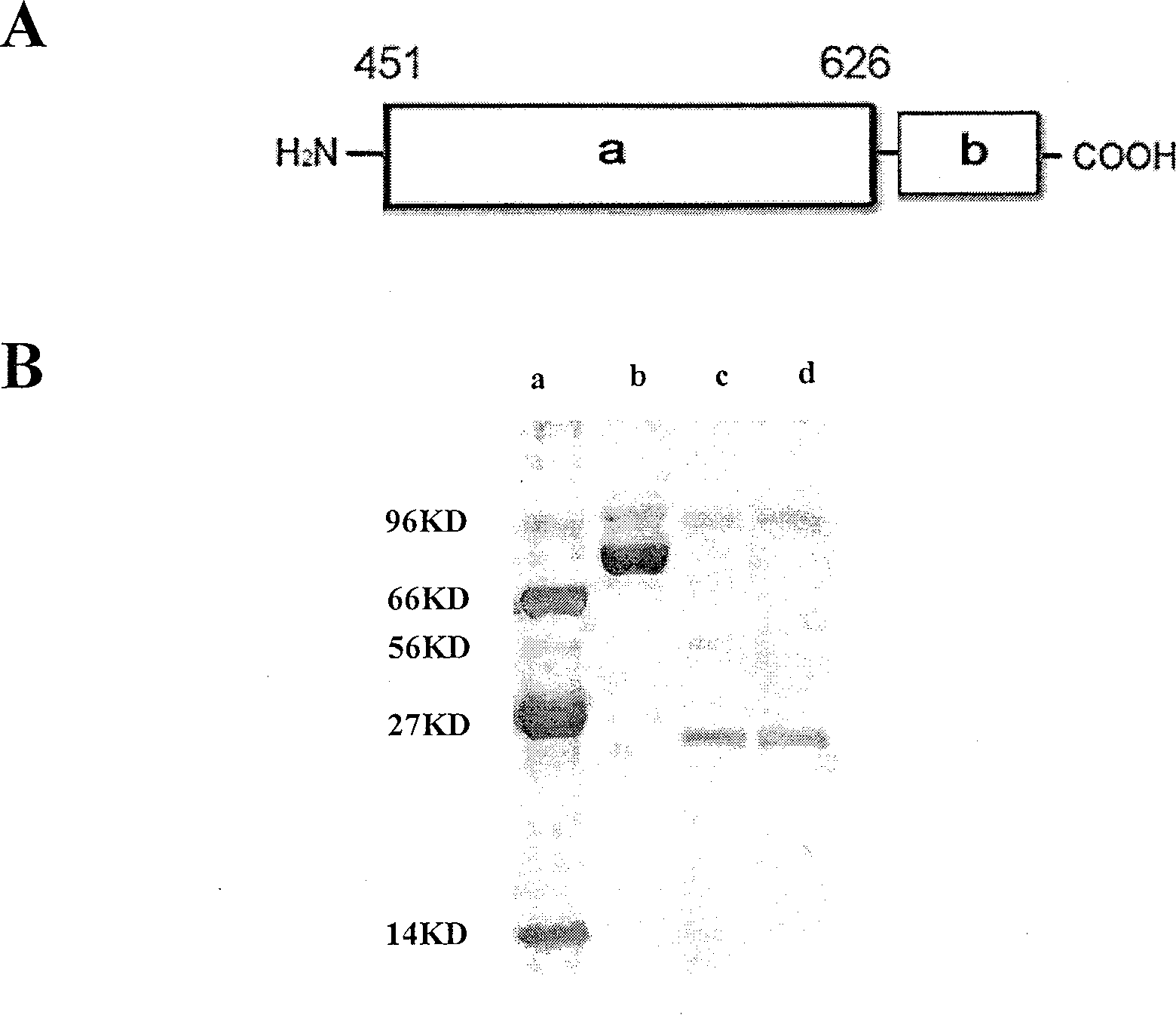 Miniaturized Staphylococcus aureus polypeptide of against drug-resistance and its uses and preparation method