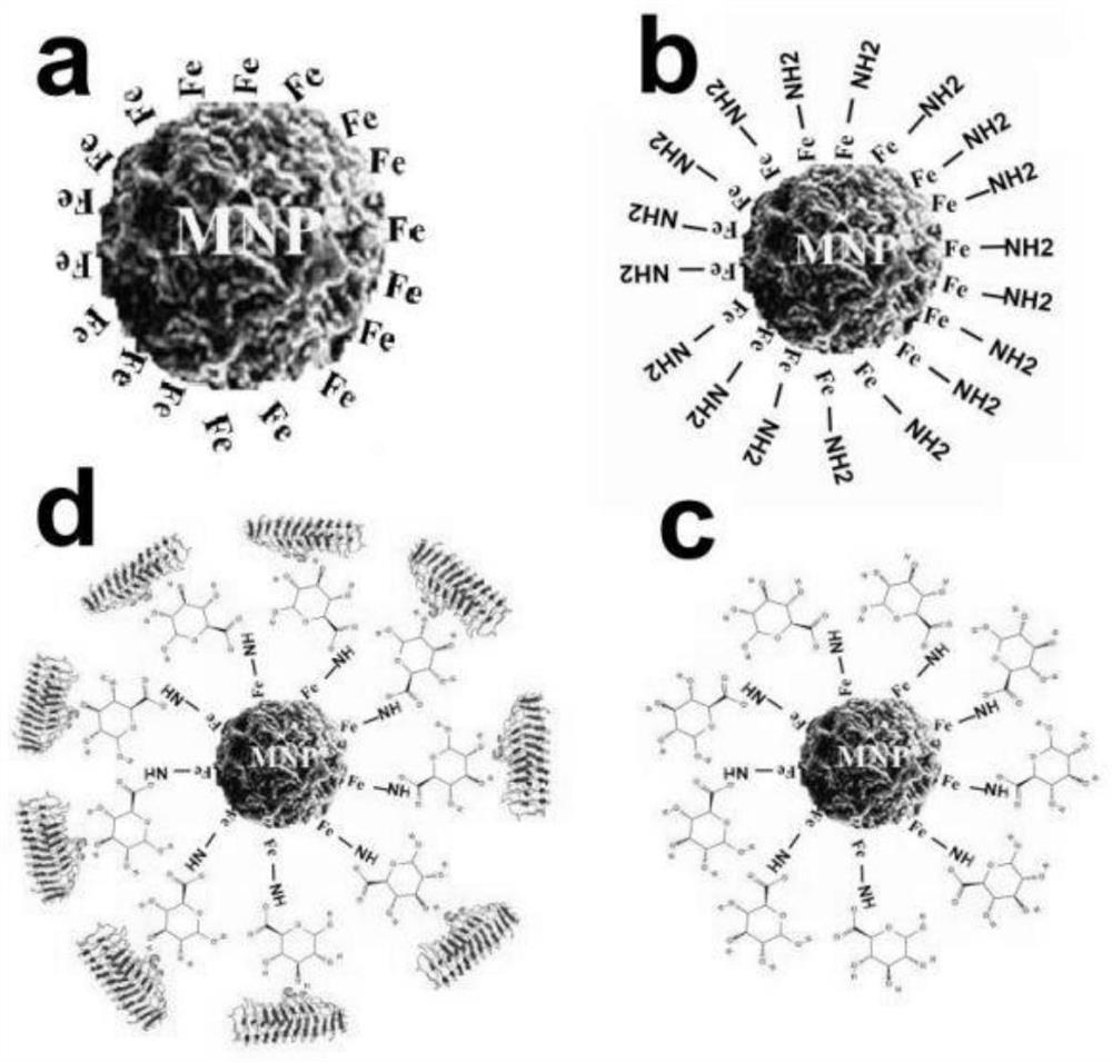 Method for purifying polygalacturonase by galacturonic acid magnetic nanoparticles