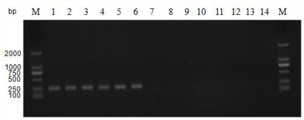 A detection primer and detection kit for Cryptobacter pyogenes