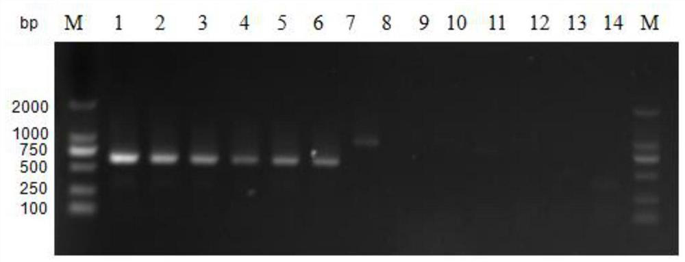 A detection primer and detection kit for Cryptobacter pyogenes