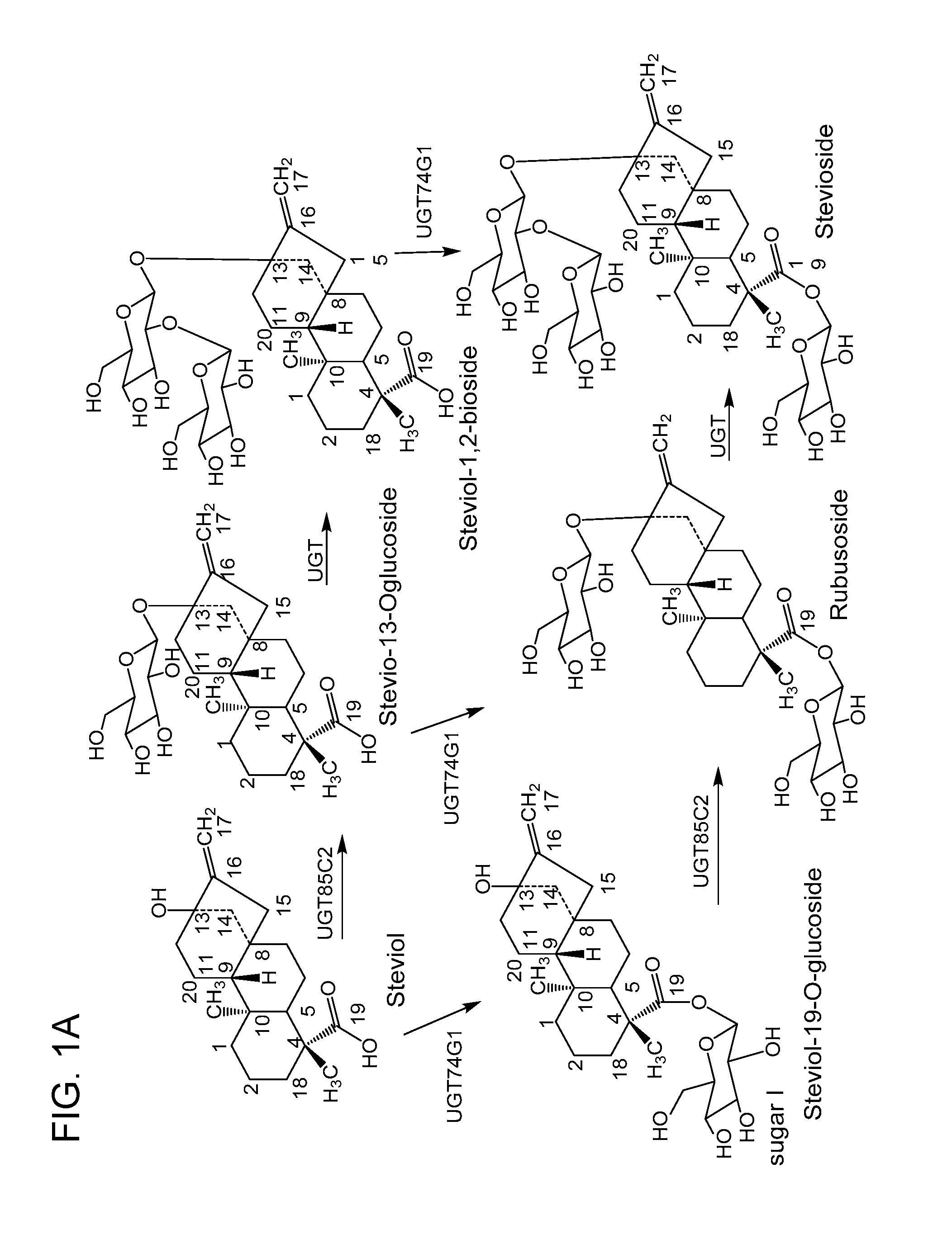 Non-caloric sweeteners and methods for synthesizing