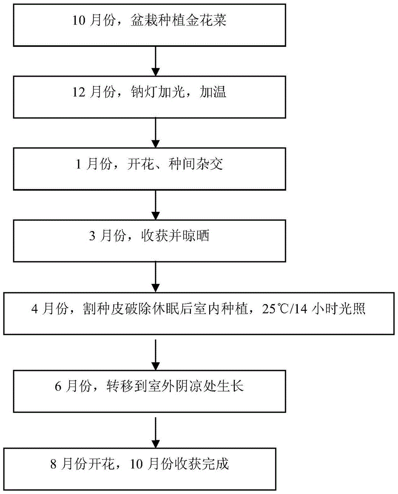 A kind of method for broccoli breeding and adding