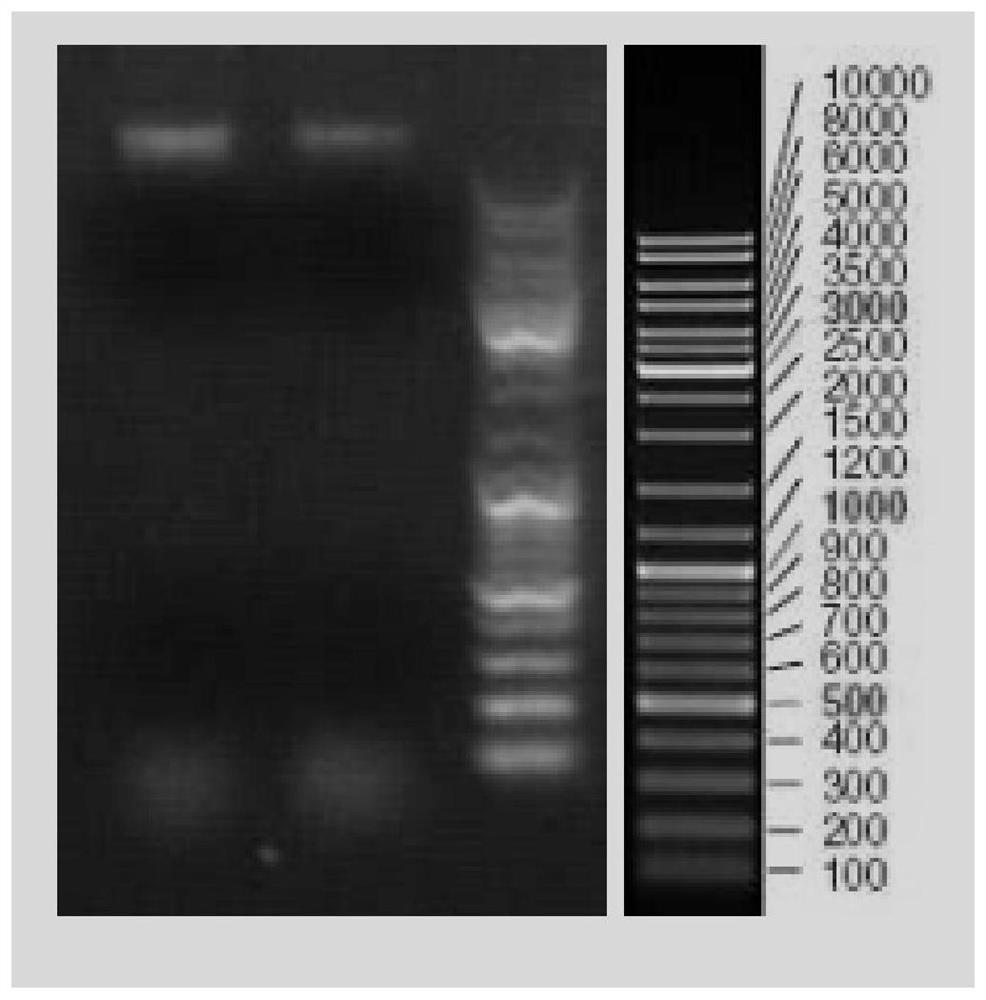 A method for rapid detection of nuclear polyhedrosis virus by lamp