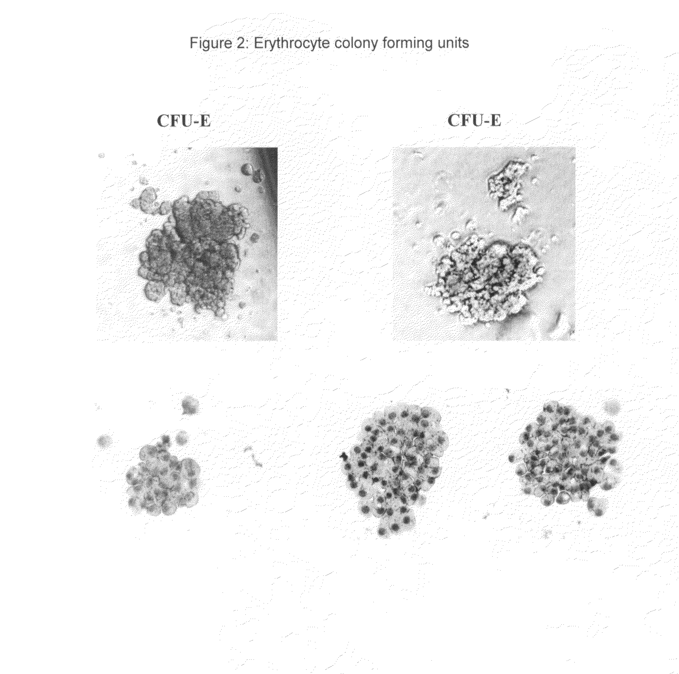 Hemangio-colony forming cells