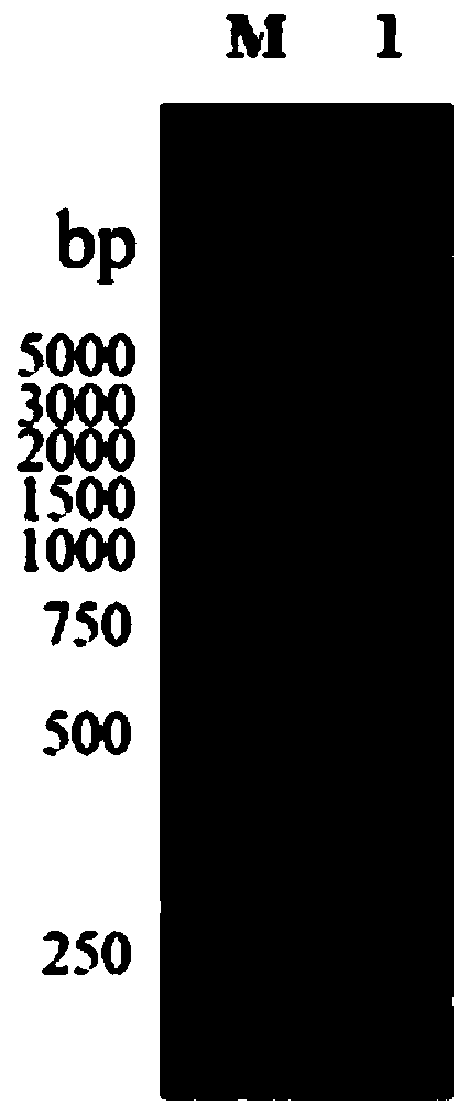 Alpha-L-fucosidase, and related biological material and application thereof