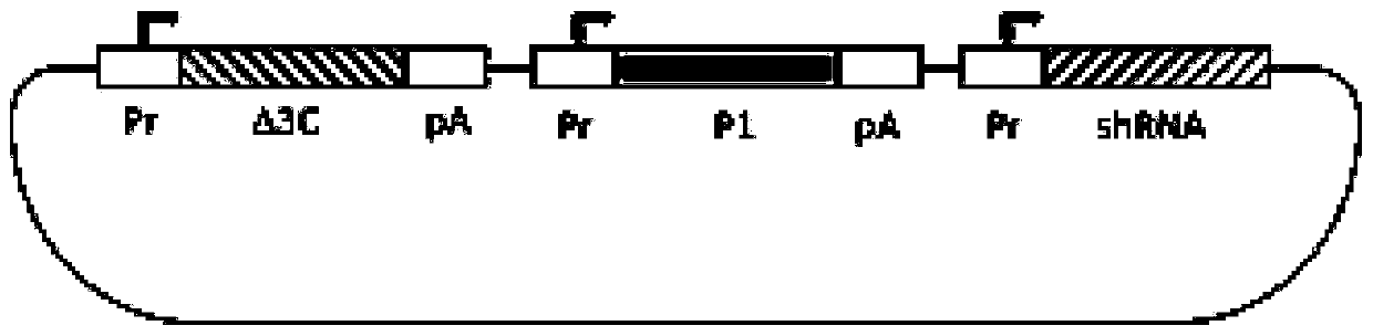 Recombinant DNA vector for efficiently preparing foot and mouth disease virus-like particles, application and vaccine