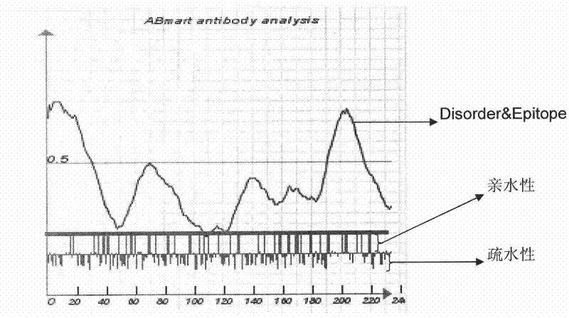 Preparation of multi-epitope TK-1 antibody, and application of multi-epitope TK-1 antibody in evaluating treatment effect on tumor patient