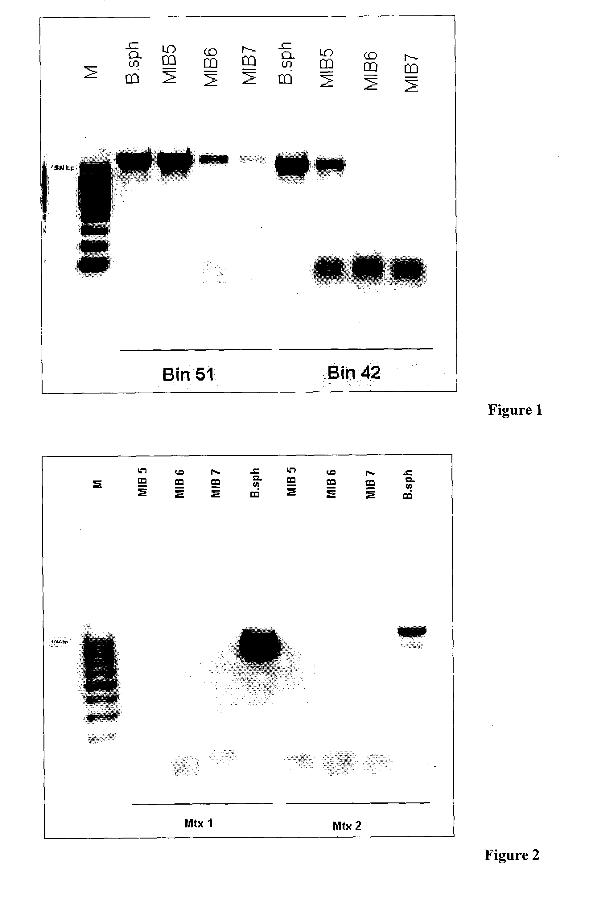 Novel bacterial strains for biological control of mosquitoes