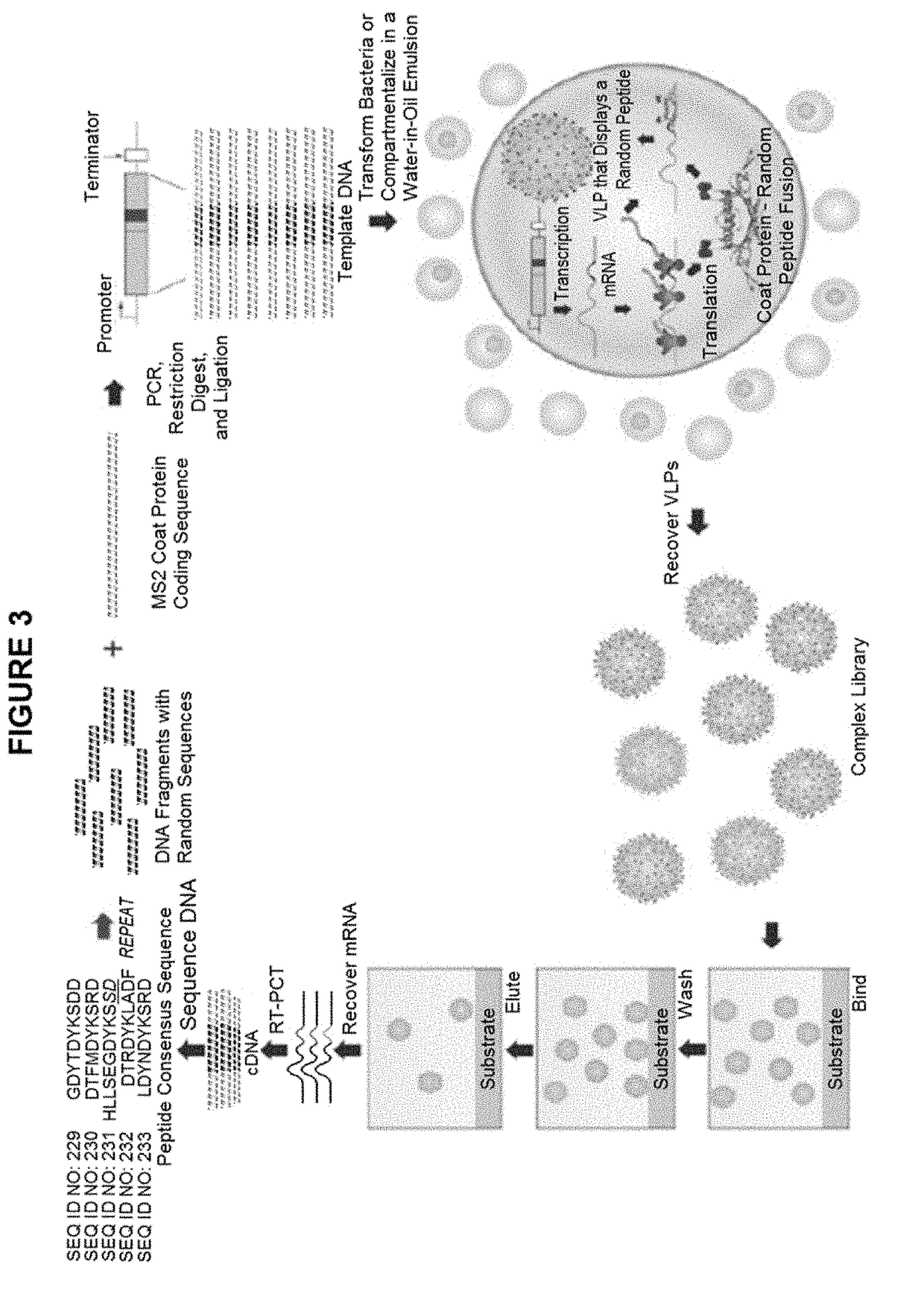 Malaria vaccine