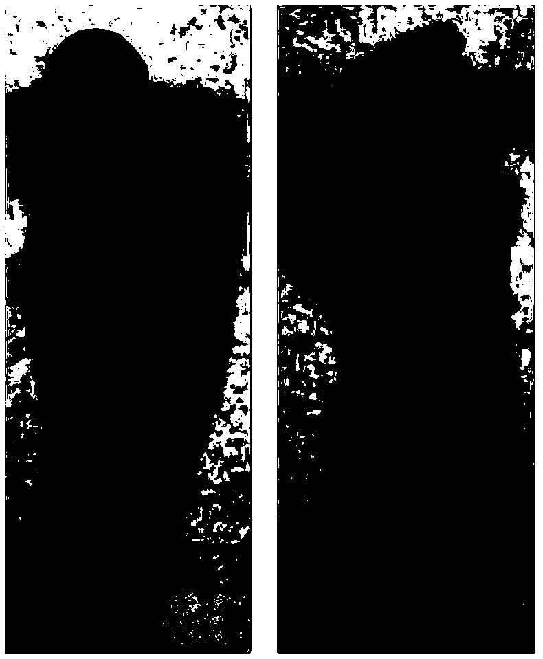 Method for rapidly identifying stevia rebaudiana leaf spot disease pathogenic bacteria