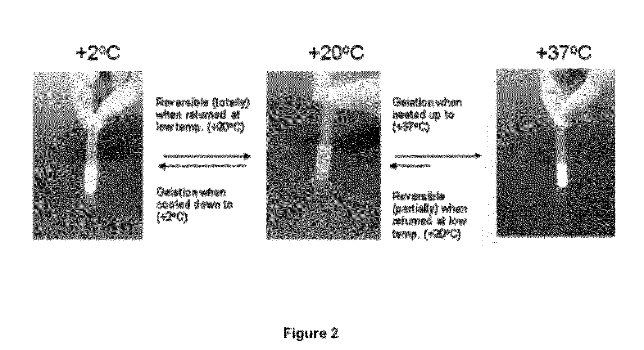 Highly biocompatible dual thermogelling chitosan/glucosamine salt compositions