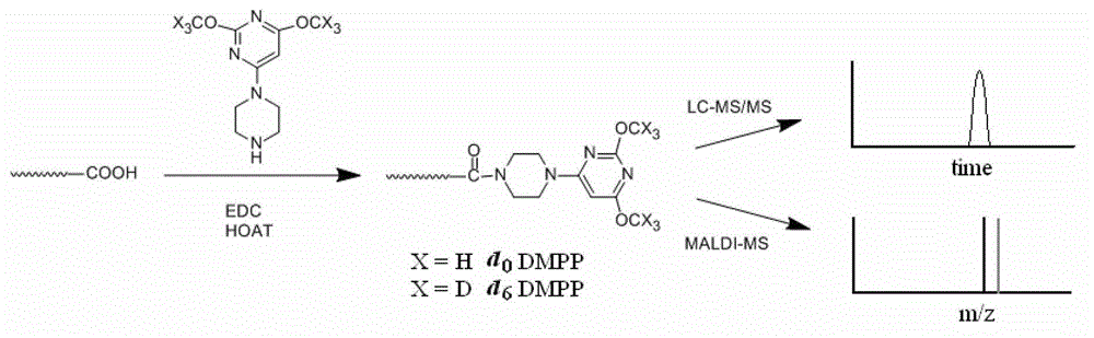 Use of piperazinopyrimidine isotope labeling reagent