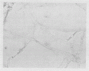 Application of penicillium funiculosum in preventing and treating potato black scurf