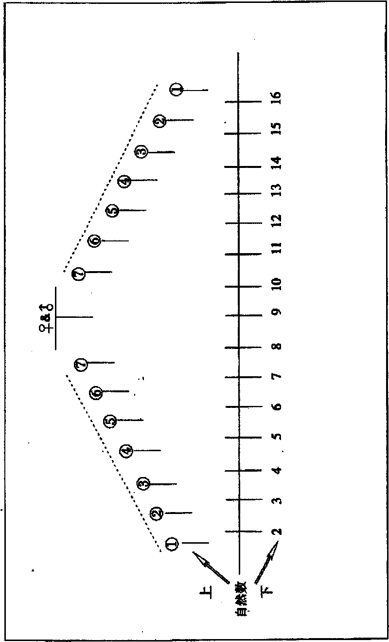 Gene matching, double-excellence combination and system circulation breeding method for dwarf and yellow-stalk Chinese pumpkin