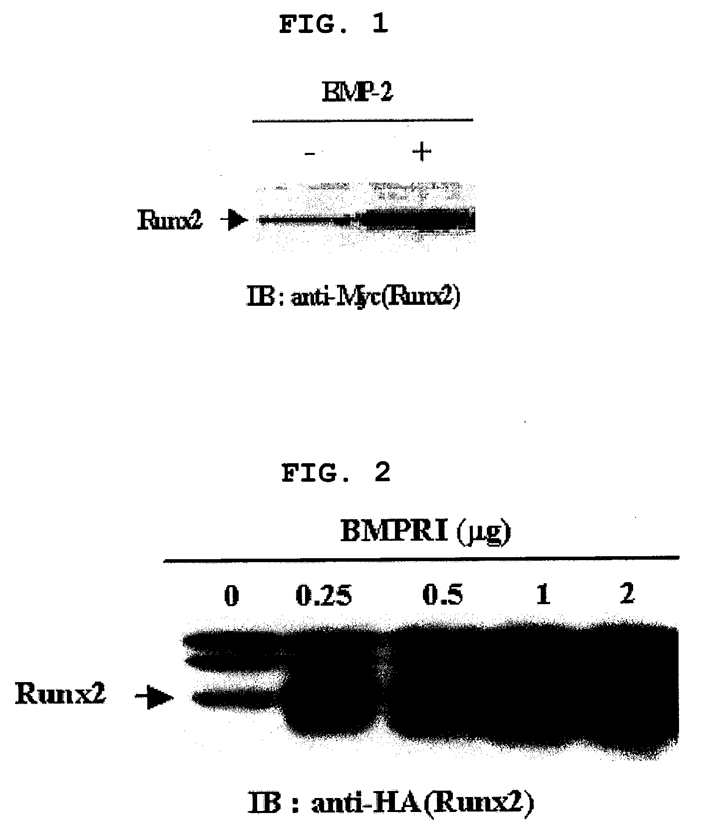 Method to Enhance the Bone Formation Activity of Bmp by Runx2 Acetylation