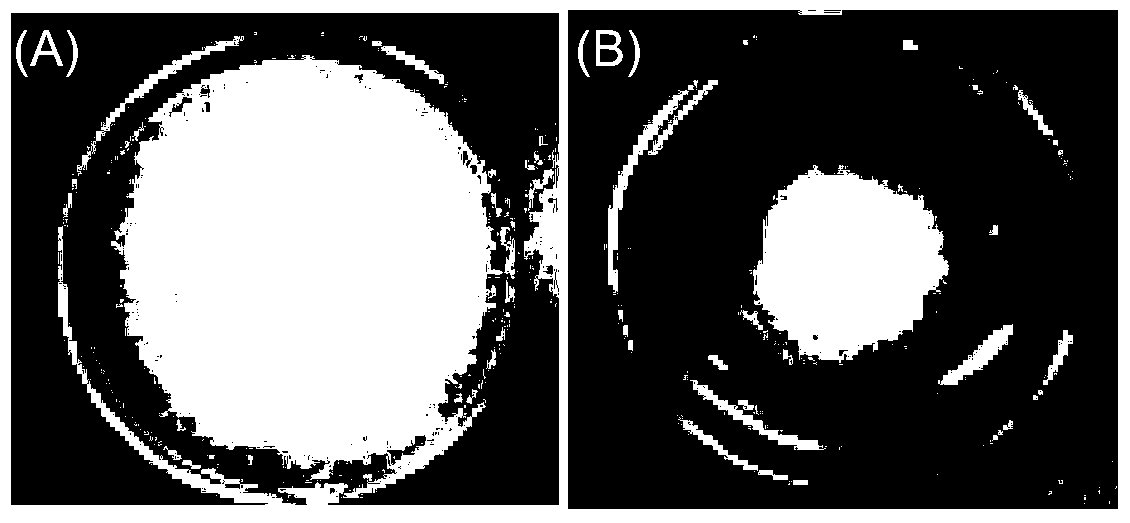 A strain of Bacillus amyloliquefaciens with high fungal inhibitory activity and its application