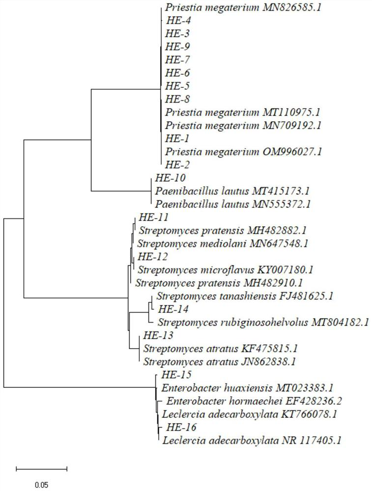 Method for separating amylase-producing microorganisms from soil