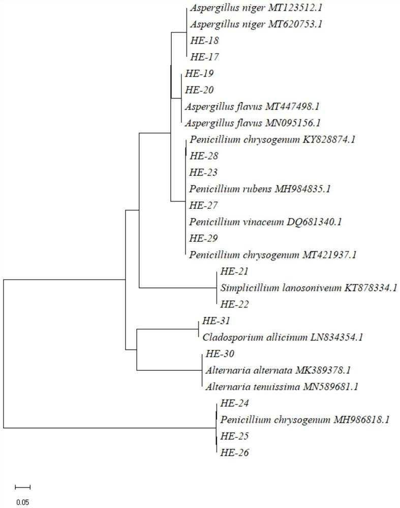 Method for separating amylase-producing microorganisms from soil